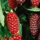 Loganberry (Rubus × loganobaccus )