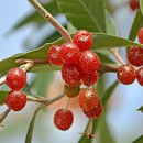 Măslin de toamnă Sweet’n’Sour (Elaeagnus umbellata Pointilla Sweet’n’Sour)