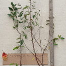 Măslin de toamnă Sweet’n’Sour (Elaeagnus umbellata Pointilla Sweet’n’Sour) - Img 2