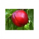 Nectarin Cora