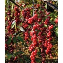 Schisandra Sadova No1 (G2l)