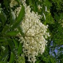 Soc (Sambucus nigra - radacina libera - an III)