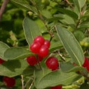 Caprifoi tătăresc (Lonicera tatarica)  