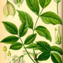 Clocotiș - Staphylea pinnata (An 2-4) - Img 2