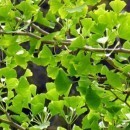 Ginkgo Biloba