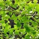 Ginkgo Biloba