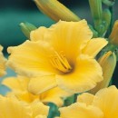 Hemerocallis Stella D'Oro