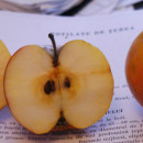 Măr Rotilate de Țebea