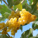 Măslin de toamnă Fortunella ((Elaeagnus umbellata Pointilla Fortunella)