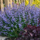 Menta pisicii Purrsian Blue (la ghiveci 2 l)