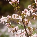 Calin de iarnă (Viburnum Farreri)