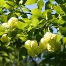 Clocotiș - Staphylea pinnata (An 2-4)