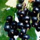 Coacăz negru Gofert