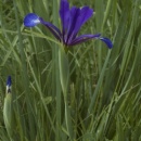 Iris "Piersică sălbatică" - Img 2
