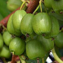 Kiwi Vitikiwi (G2l)