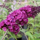 Liliac de vară Royal Red (la ghiveci 2l)