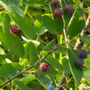 Merișor de miere (Amelanchier ovalis) (an4 - la ghiveci 2l)
