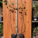 Merișor de miere (Amelanchier ovalis) (an4 - la ghiveci 2l) - Img 2