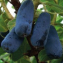 Afin siberian Indigo Gem (G1,5 - 2l)