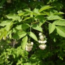 Clocotiș - Staphylea pinnata (An 2-4) - Img 3