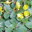 Gălbioară (Lysimachia nummularia) (set 2 buc.)