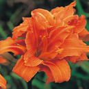 HEMEROCALLIS ENTENDRE