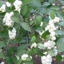 Hurmuz  White Hedge (Symphoricarpos × doorenbosii White Hedge)