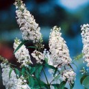 Liliac de vară White Profusion (la ghiveci 2l)