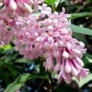Liliac transilvanean (Syringa josikea)