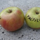Măr Fălticeni (pe rod)