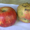 Măr Turtit de Bonțești