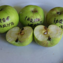 Măr verde de iarnă Țebea