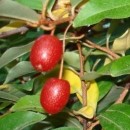 Măslin de toamnă Multiflora (Elaeagnus multiflora - Goumi)