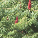 Oțetar (Rhus typhina Dissecta)