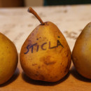 Păr de Sticlă (Renghet)