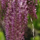 Wisteria de vară