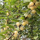 Cireș nanking Snovit (Prunus tomentosa Snovit)