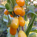 Goji Amber Sweet Goji® (la ghiveci 2l) - Img 2