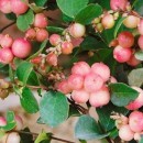 Hurmuz roz (Symphoricarpos × doorenbosii )
