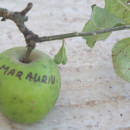 Măr Auriu de Rengheț