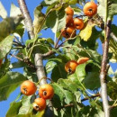 Sorbopyrus auricularis