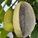 Viță de ciocolată Alba (Akebia quinata Alba) - (la ghiveci 2l) - Img 2