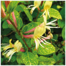 Caprifoi japonez Aureoreticulata