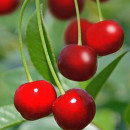Cireș Carmine Jewel (Prunus Carmine Jewel)