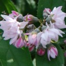 Deutzia Pink Pom-Pom