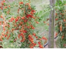 Goji No.1 (la ghiveci 2l) - Img 2