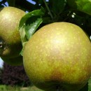 Măr Frumos de Boskoop