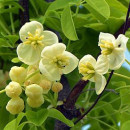 Viță de ciocolată Alba (Akebia quinata Alba) - (la ghiveci 2l)