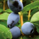 Afin siberian Jugana (la ghiveci 2 l)