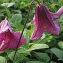 Clematis Heather Herschell